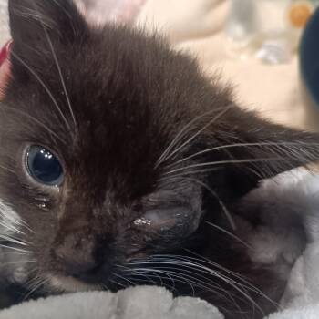 Phoenix -  Domestic Short Hair Cat for Adoption in Marion, Illinois - Phoenix | PetCurious