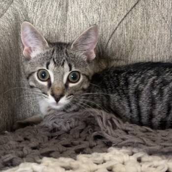 Rescue Domestic Short Hair Cats for Adoption in Troy, Illinois - Hopper | PetCurious