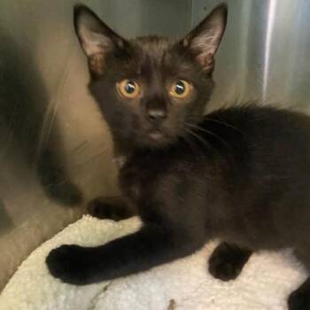 Bright -  Domestic Short Hair Cat for Adoption in Dayton, Ohio - Bright | PetCurious