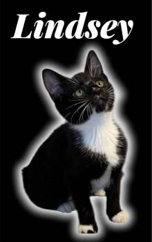 Lindsey -  Domestic Short Hair Cat Available for Adoption in Auburn, California - Lindsey | PetCurious