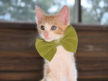 Mars -  Domestic Short Hair and Tabby Cat for Adoption in Lucedale, Mississippi - Mars | PetCurious