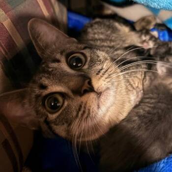 Domestic Short Hair Cats Available for Adoption in Portage, Michigan - Dottie | PetCurious
