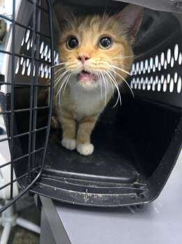 Sweet Potato -  Domestic Short Hair Cat for Adoption in Evansville, Indiana - Sweet Potato | PetCurious