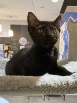 Domestic Medium Hair and Domestic Short Hair Cats Available for Adoption in New Orleans, Louisiana - Ink | PetCurious