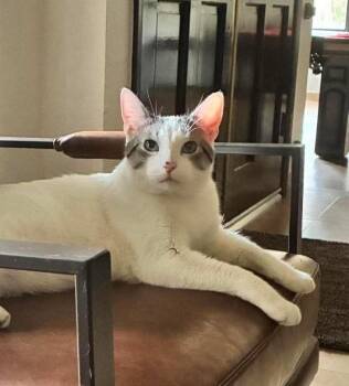 Marshmallow Muffinmaker Bonded With Simon -  Domestic Short Hair Cat for Adoption in Chandler, Arizona - Marshmallow Muffinmaker Bonded With Simon | PetCurious