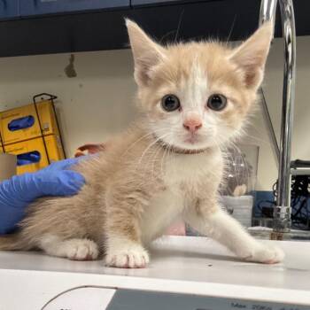 Andrew -  Domestic Short Hair Cat for Adoption in Lynchburg, Virginia - Andrew | PetCurious