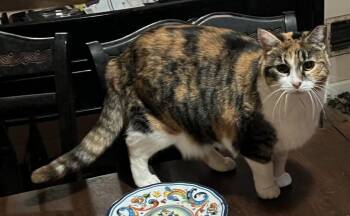Calico Cats Available for Adoption - Nova | PetCurious
