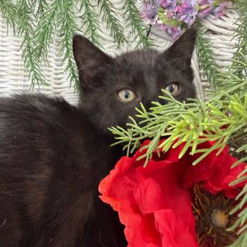 Domestic Short Hair Cats Available for Adoption in Eaton Rapids, Michigan - Rambunctious Night Owl 56084 | PetCurious