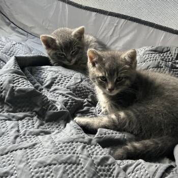 Cash Ramishvili -  Domestic Short Hair Cat for Adoption in Merrifield, Virginia - Cash Ramishvili | PetCurious