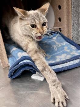 Becca -  Domestic Short Hair Cat for Adoption in Austin, Texas - Becca | PetCurious