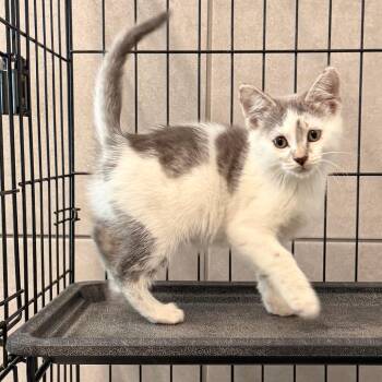 Stingray -  Domestic Short Hair Cat for Adoption in Oak Brook, Illinois - Stingray | PetCurious