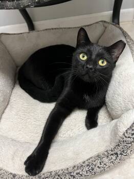 Rescue Domestic Short Hair Cats for Adoption in Warrington, Pennsylvania - Raven | PetCurious