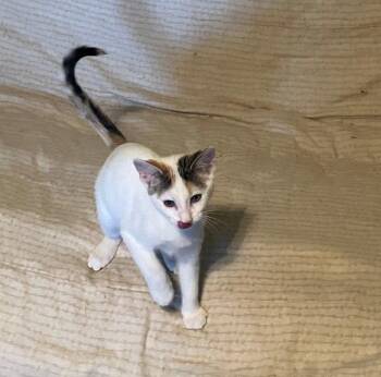 Sochi -  Domestic Short Hair and Calico Cat for Adoption in Columbus, Minnesota - Sochi | PetCurious