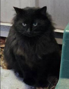 Domestic Short Hair Cats Available for Adoption - Raven | PetCurious