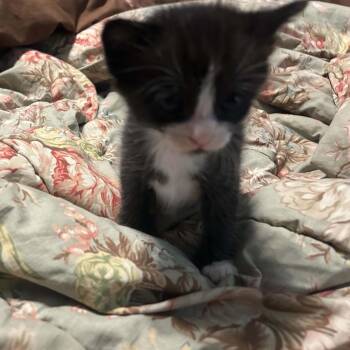 Jack -  Domestic Short Hair Cat for Adoption - Jack | PetCurious
