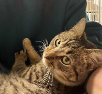 Domestic Short Hair Cats Available for Adoption in Elmsford, New York - August - Available 5/8 | PetCurious