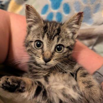 Domestic Short Hair Cats Available for Adoption in Bentonville, Arkansas - Amanda | PetCurious