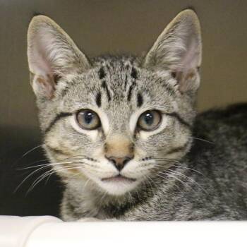 Paolo -  Domestic Short Hair Cat for Adoption in Pasadena, California - Paolo | PetCurious