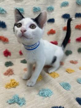Pop-Rocks -  Domestic Short Hair Cat for Adoption in Denham Springs, Louisiana - Pop-Rocks | PetCurious