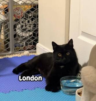 London -  Domestic Short Hair Cat for Adoption in Franklin, Ohio - London | PetCurious
