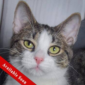 Rescue Tabby and Domestic Short Hair Cats for Adoption in Huntley, Illinois - Lunar | PetCurious