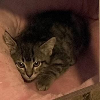 Piper -  Domestic Short Hair Cat for Adoption in Denver, Colorado - Piper | PetCurious