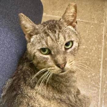 Achilles -  Domestic Short Hair Cat for Adoption in Orlando, Florida - Achilles | PetCurious
