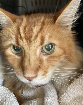 A887683 -  Domestic Long Hair Cat for Adoption in Camarillo, California - A887683 | PetCurious