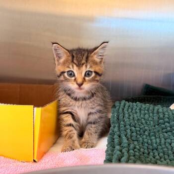 Candy Corn -  Domestic Short Hair Cat for Adoption in Lynchburg, Virginia - Candy Corn | PetCurious