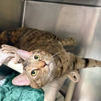 Domestic Short Hair Cats Available for Adoption - Heidi | PetCurious