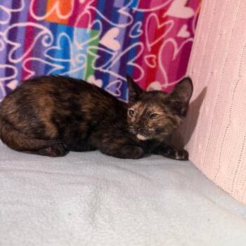 Melon -  Domestic Short Hair Cat for Adoption - Melon | PetCurious
