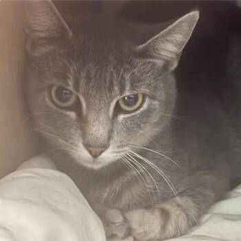 Dolly -  Domestic Short Hair Cat for Adoption in Brentwood, Missouri - Dolly | PetCurious