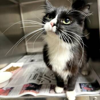 Domestic Long Hair Cats Available for Adoption in Pauls Valley, Oklahoma - Tamberene | PetCurious