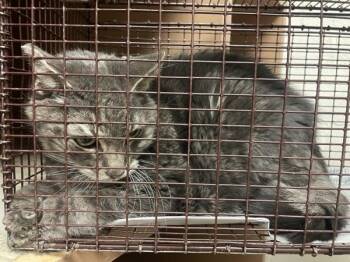 Domestic Short Hair Cats Available for Adoption - Gregory | PetCurious