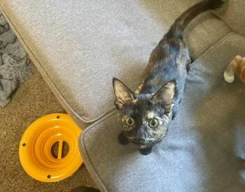 Mojo Jojo -  Tortoiseshell Cat for Adoption in Burnaby, British Columbia - Mojo Jojo | PetCurious