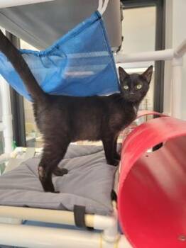Ophelia -  Domestic Short Hair Cat for Adoption in Fergus Falls, Minnesota - Ophelia | PetCurious