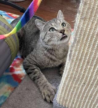 Rescue Domestic Short Hair Cats for Adoption in Boston, Massachusetts - Gerald | PetCurious