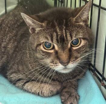 Domestic Short Hair Cats Available for Adoption - Albert | PetCurious