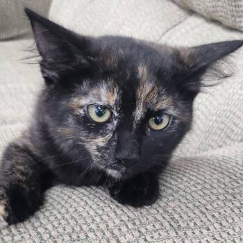 Rescue Tortoiseshell Cats for Adoption in Mesquite, Nevada - Spyda | PetCurious