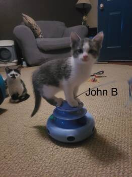 Rescue Domestic Medium Hair Cats for Adoption in Menasha, Wisconsin - John B | PetCurious