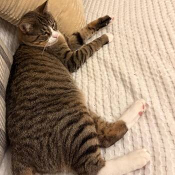 Rescue Domestic Short Hair Cats for Adoption in Chicago, Illinois - Travis | PetCurious