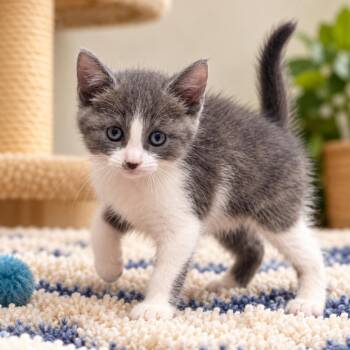 Harvest -  Domestic Medium Hair Cat for Adoption in Uniontown, Pennsylvania - Harvest | PetCurious