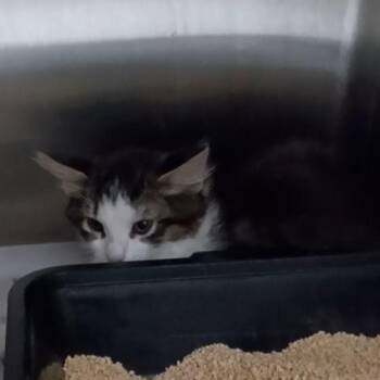 Tilapia -  Domestic Short Hair Cat for Adoption in Oak Park, Illinois - Tilapia | PetCurious