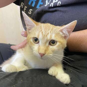 Rescue Domestic Short Hair and Extra Toes Cat Hemingway Polydactyl Cats for Adoption in Hemet, California - Opal | PetCurious