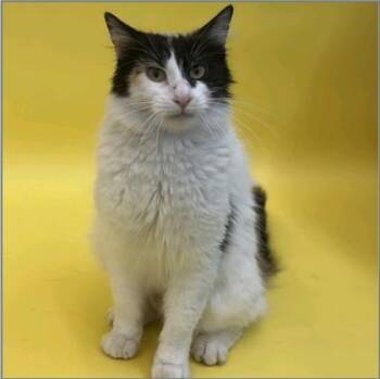 Domestic Long Hair and Domestic Short Hair Cats Available for Adoption in Fort Worth, Texas - Magnolia | PetCurious