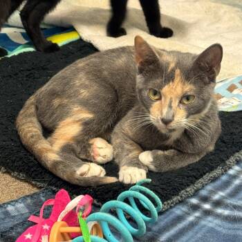 Rescue Domestic Short Hair Cats for Adoption in South Elgin, Illinois - Kinder | PetCurious