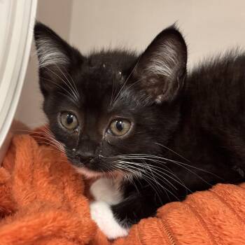 Milli (pink collar) -  Domestic Short Hair Cat for Adoption in Redwood City, California - Milli (pink Collar) | PetCurious