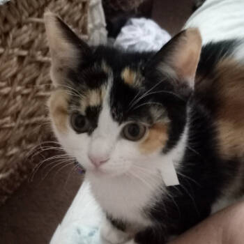 Rescue Calico Cats for Adoption in Redlands, California - Egg | PetCurious