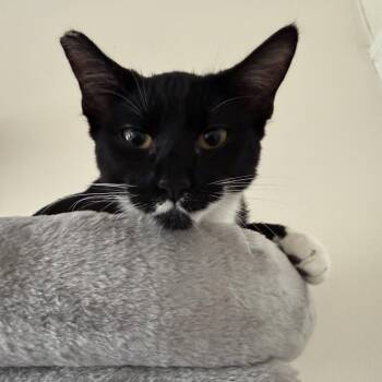 Daiya -  American Shorthair Cat for Adoption in Morgan Hill, California - Daiya | PetCurious