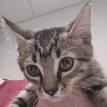 Winnie -  Domestic Short Hair Cat for Adoption in Kennebunk, Maine - Winnie | PetCurious